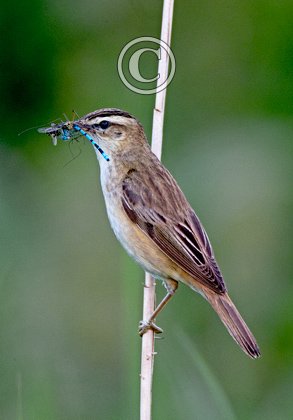 Sedge Warbler DM1809